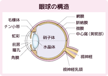 眼球の構造